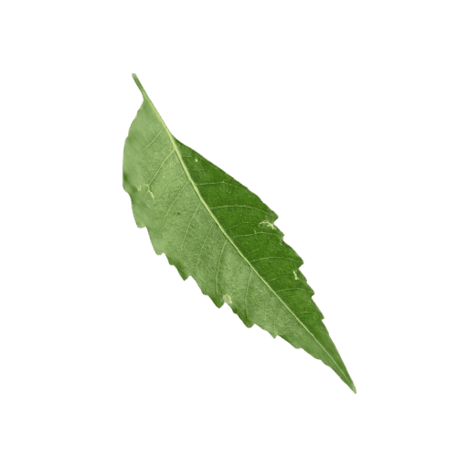 Decorative floating leaf