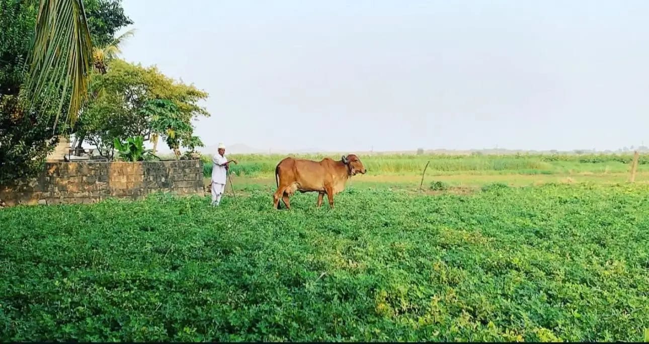 Traditional Gir Cow Care
